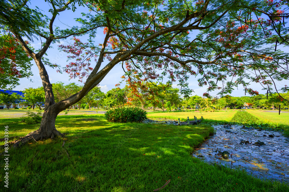 View of green trees in the city park