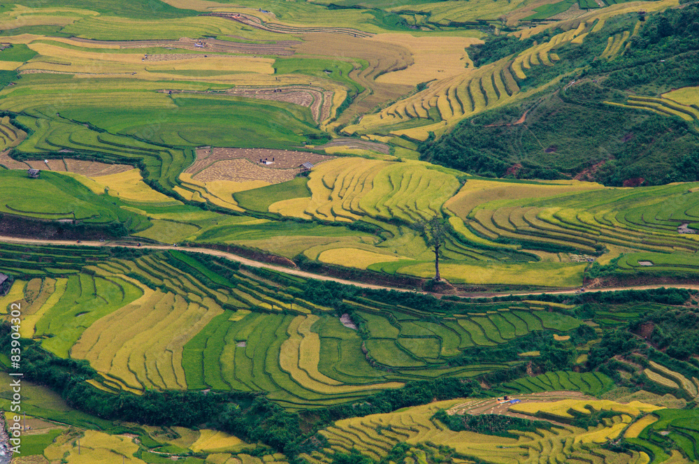 Rice fields on terraced of Mu Cang Chai, YenBai, Vietnam