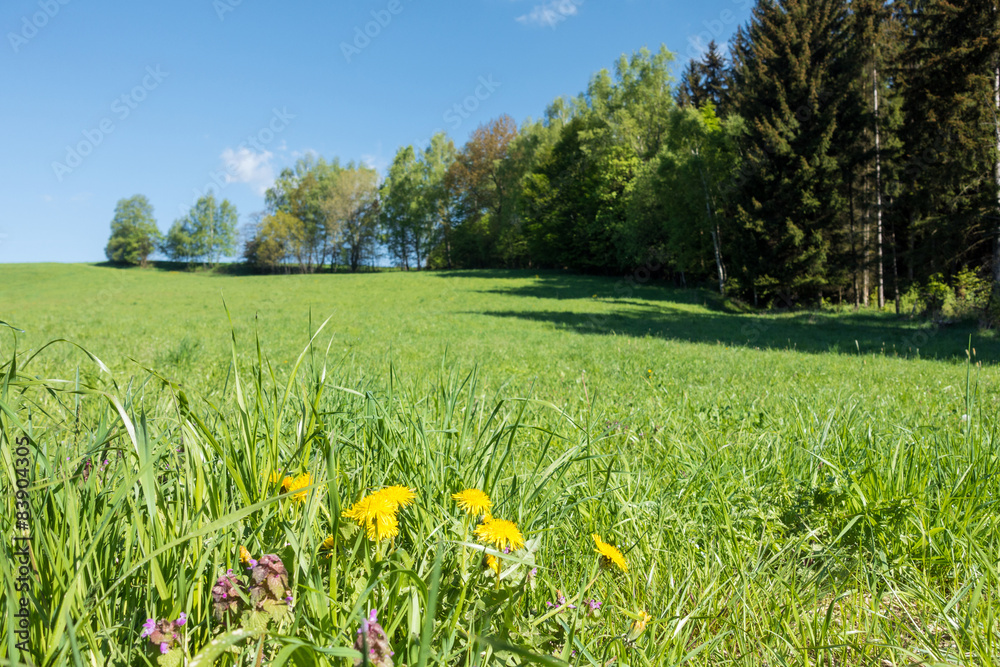 Spring countryside with flowers, meadow, trees and blue sky Spring countryside with flowers, meadow, trees and blue sky