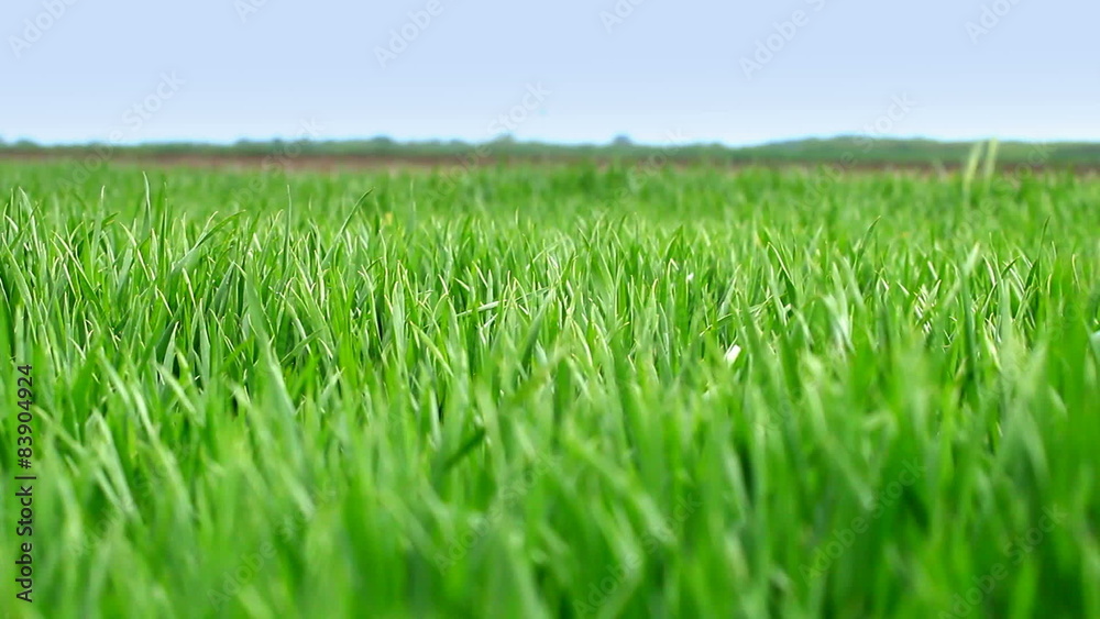 Wheat grass swaying in the breeze Wheat grass swaying in the breeze