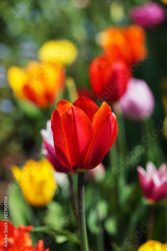 Tulips in the spring
