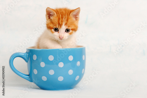 Fototapeta Naklejka Na Ścianę i Meble -  cute kitty