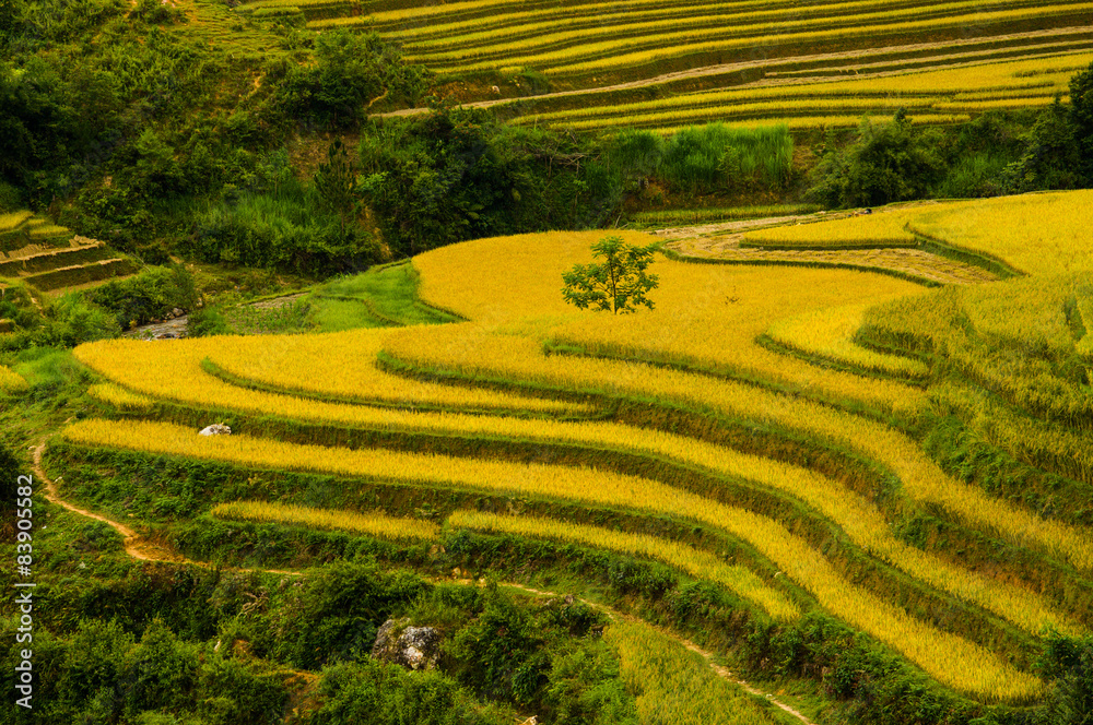 Rice fields on terraced of Mu Cang Chai, YenBai, Vietnam Rice fields on terraced of Mu Cang Chai, YenBai, Vietnam