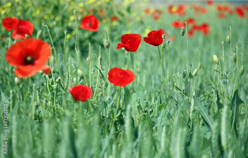 red poppy flowers nature background