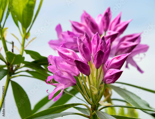 Rhododendron