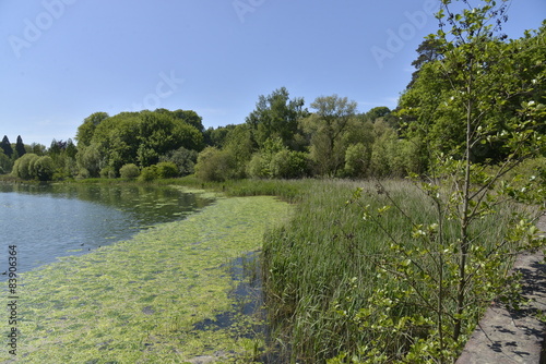 Roseaux et algues à l'étang du Gris Moulin à la Hulpe