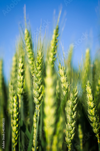 Green wheat field