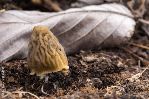 Edible mushrooms Ptychoverpa bohemica photo