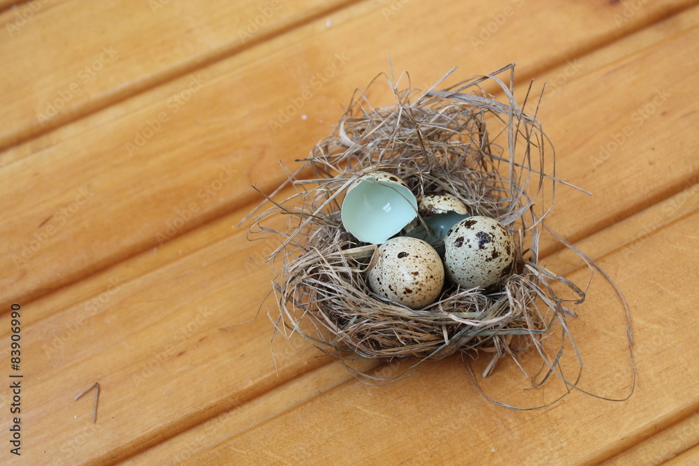 Obraz premium Nest with eggs