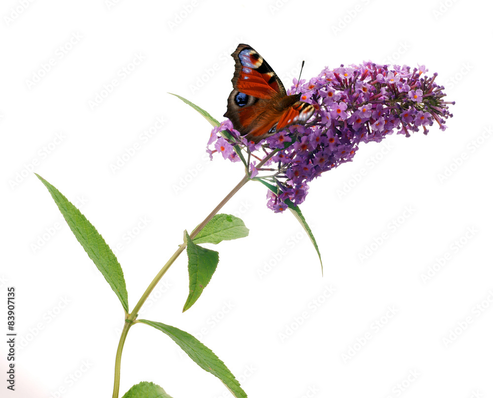 Buddleja davidii - Butterfly bush on a white background - obrazy, fototapety, plakaty 