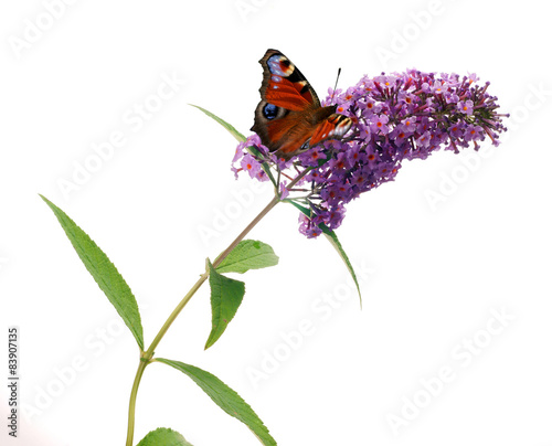 Buddleja davidii - Butterfly bush on a white background