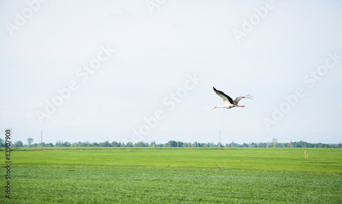Heron in flight © bisonov