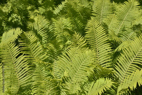 Fougères au parc Solvay de la Hulpe 