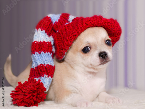 Chihuahua puppy in a knitted hat on a blurred background
