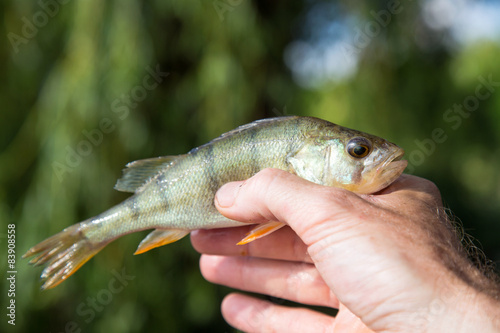 hand holding perch fish