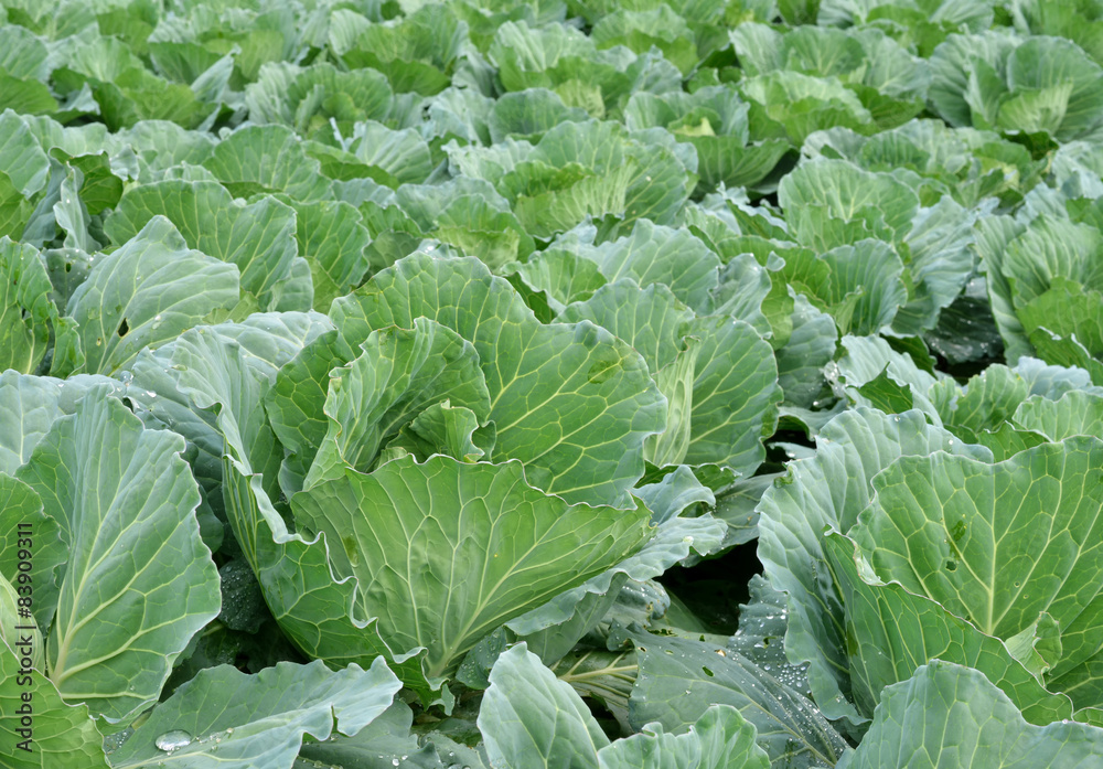 cabbage cabbage