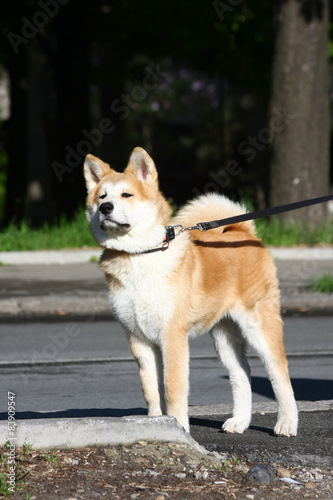 Akita Inu puppy