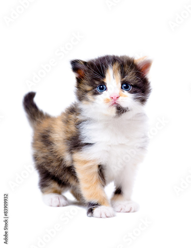 Beautiful little tricolor kitten 