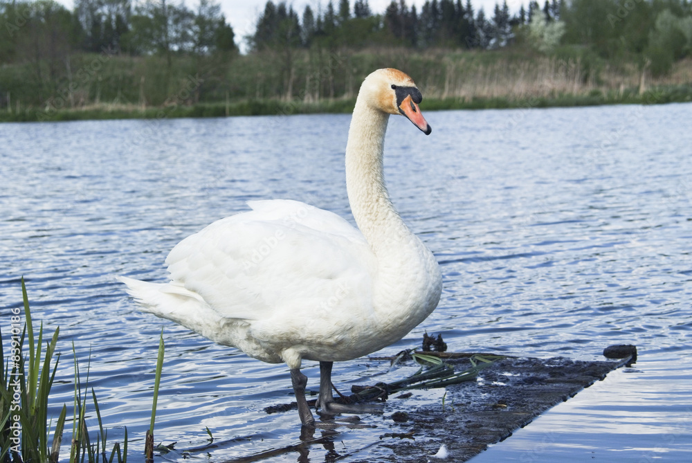 Obraz premium White swan standing on the shore of the lake
