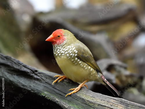 Cuadro en lienzo Star finch (Neochmia ruficauda)