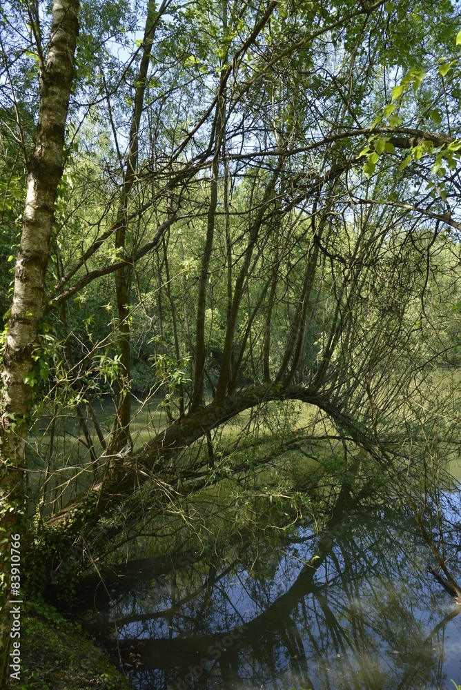Obraz premium L'arbre en arcade au dessus de l'eau au parc Solvay