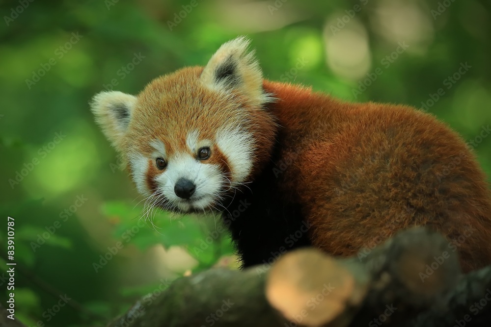 Plaid Le panda roux - Nikkel-Art.fr