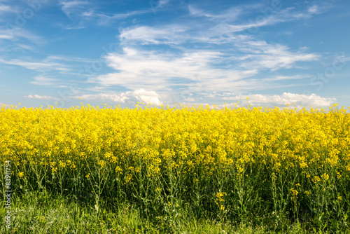 flowering field of colza outdoors in spring