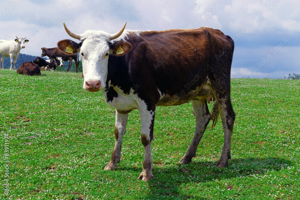  brown and white cow