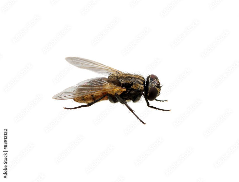 fly on a white fly on a white