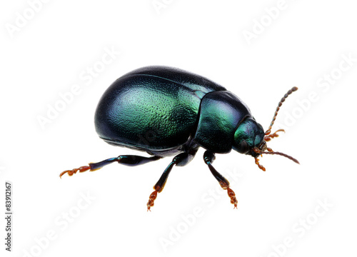 Green beetle © Alekss