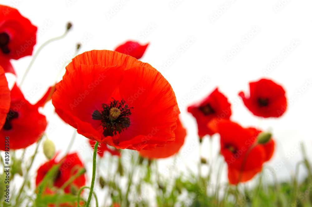 Obraz premium red poppy