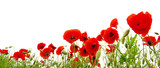 red poppy