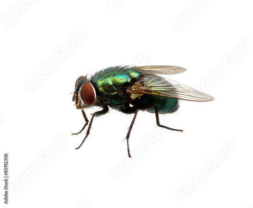 green fly