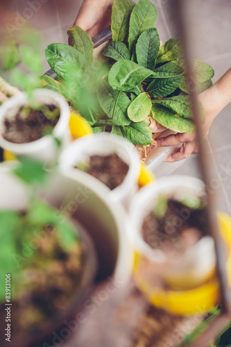 Woman hands gardening in a urban orchard photo