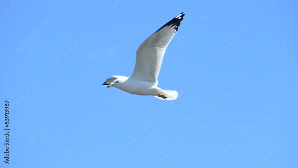 Closeup, Slow Motion, Graceful White Flying Seagull
Closeup, Slow Motion, Graceful White Flying Seagull