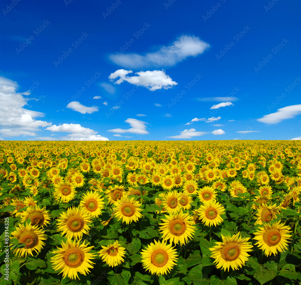 sunflowers field sunflowers field