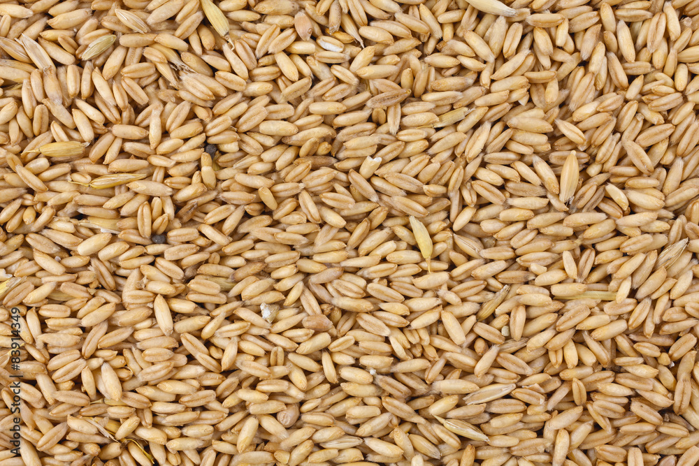 Natural oat grains background, closeup Natural oat grains background, closeup