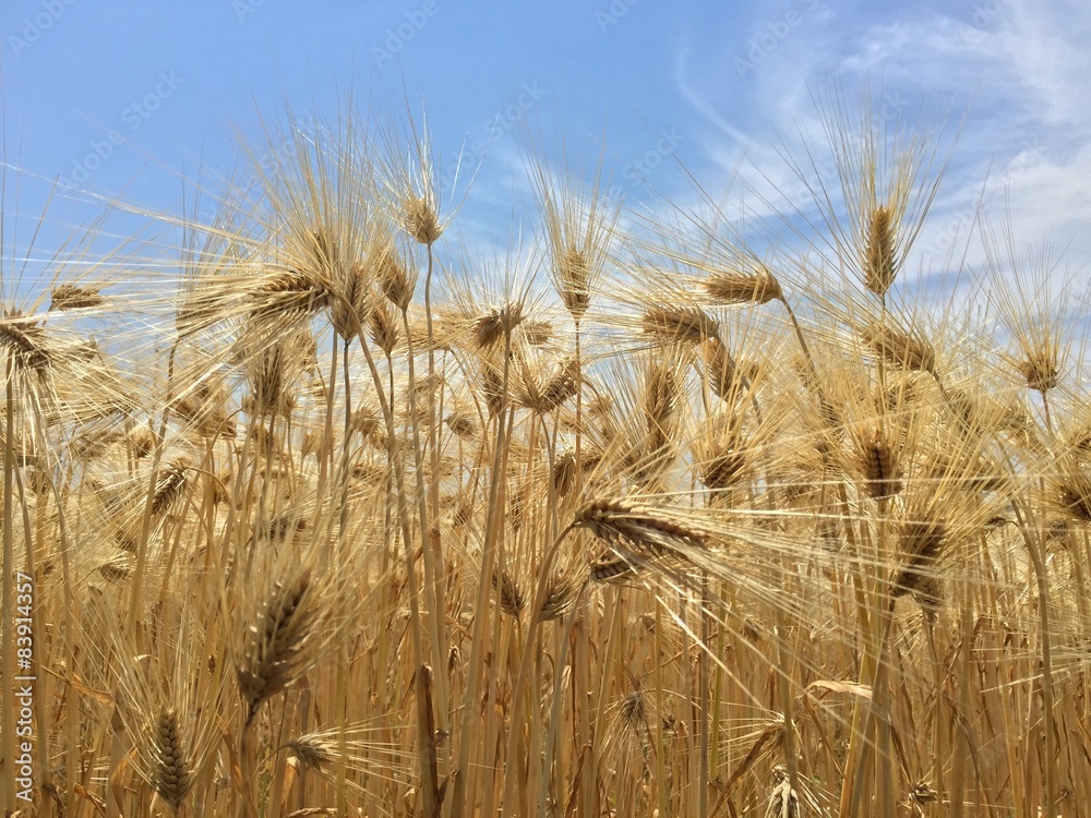 Fototapeta premium 麦