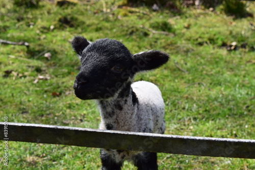 lamb