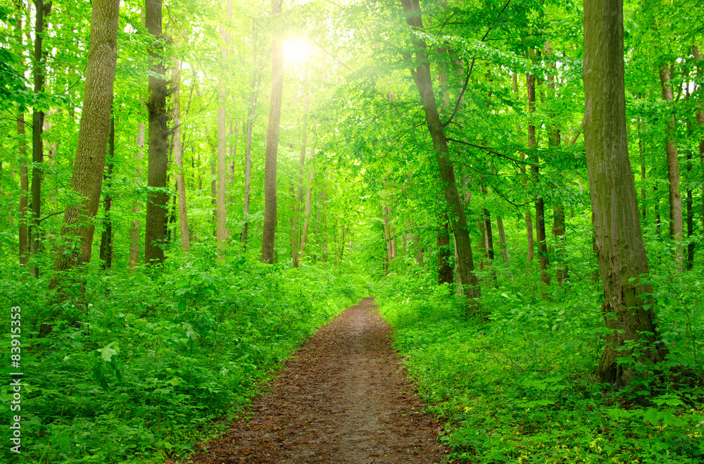 Fototapeta premium sunlight forest