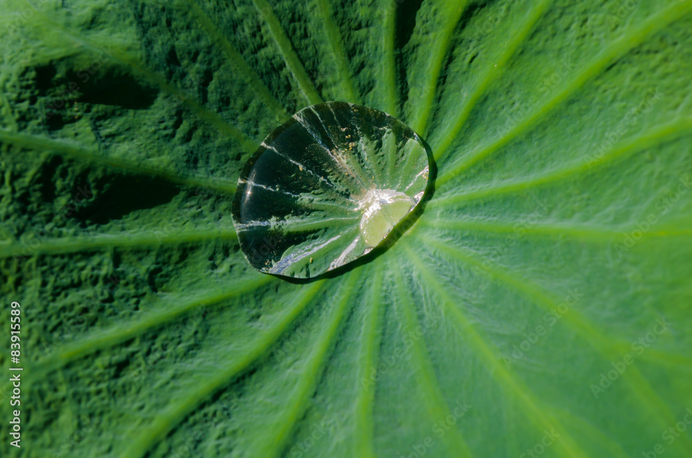 Drops of water on a lotus leaf