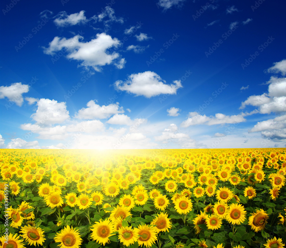 sunflowers and sun sunflowers and sun