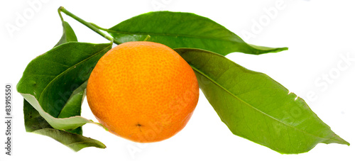 The mandarin orange (Citrus reticulata), mandarin