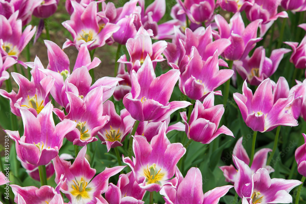 Pink tulips flower bed Pink tulips flower bed