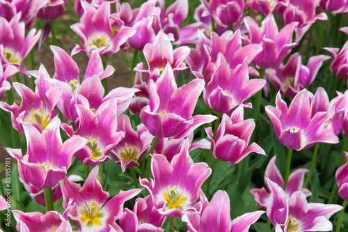 Pink tulips flower bed