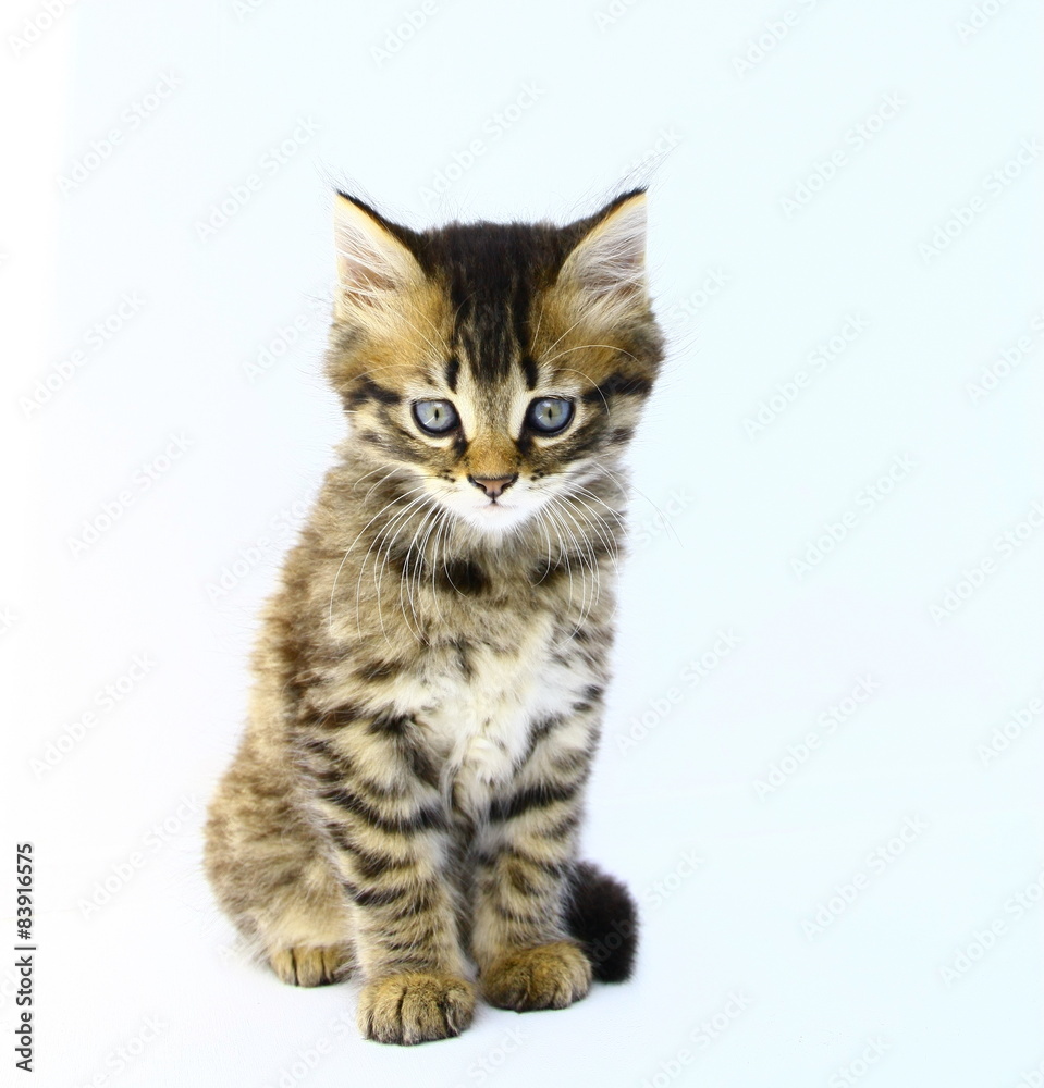 chaton tigré,bringé brun yeux bleus;fond blanc