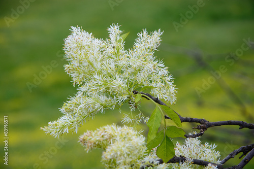 Manna ash, Fraxinus ornus, bloom