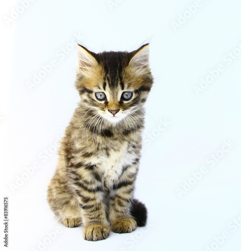 chaton tigré,bringé brun yeux bleus;fond blanc