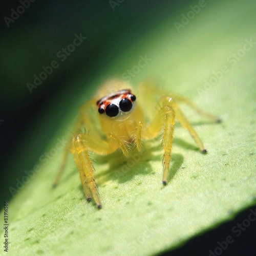 jumping spider on green leaf 
