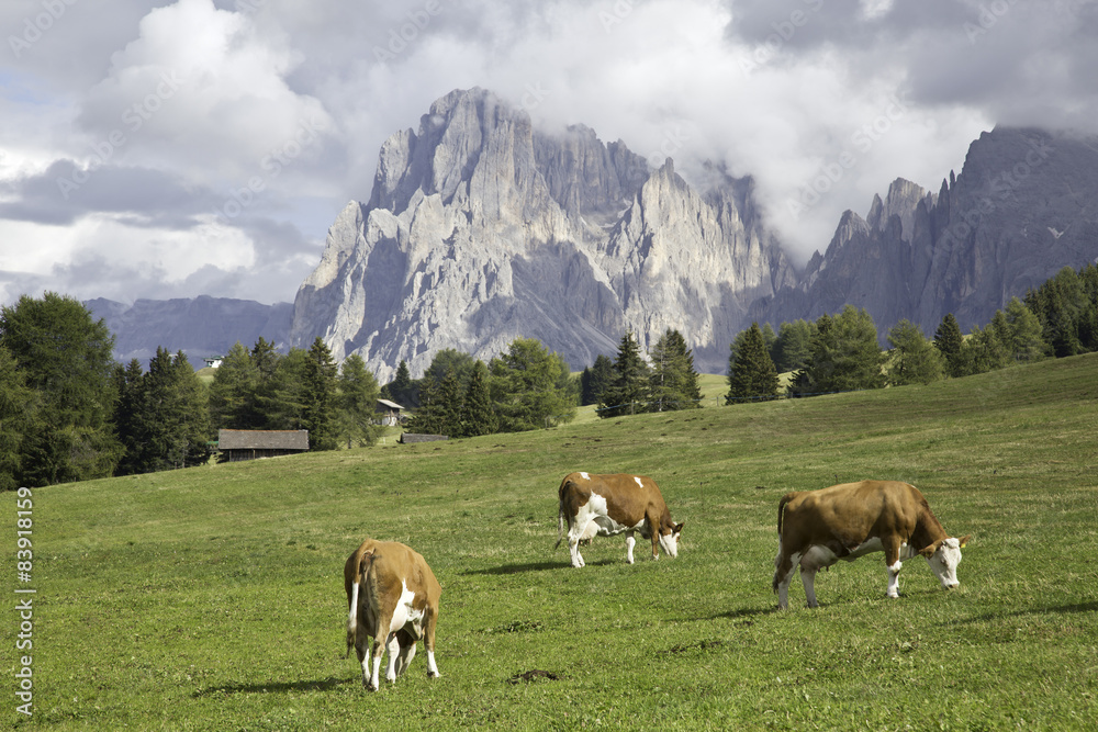 Kühe auf der Seiser Alm mit Langkofel im Hintergrund